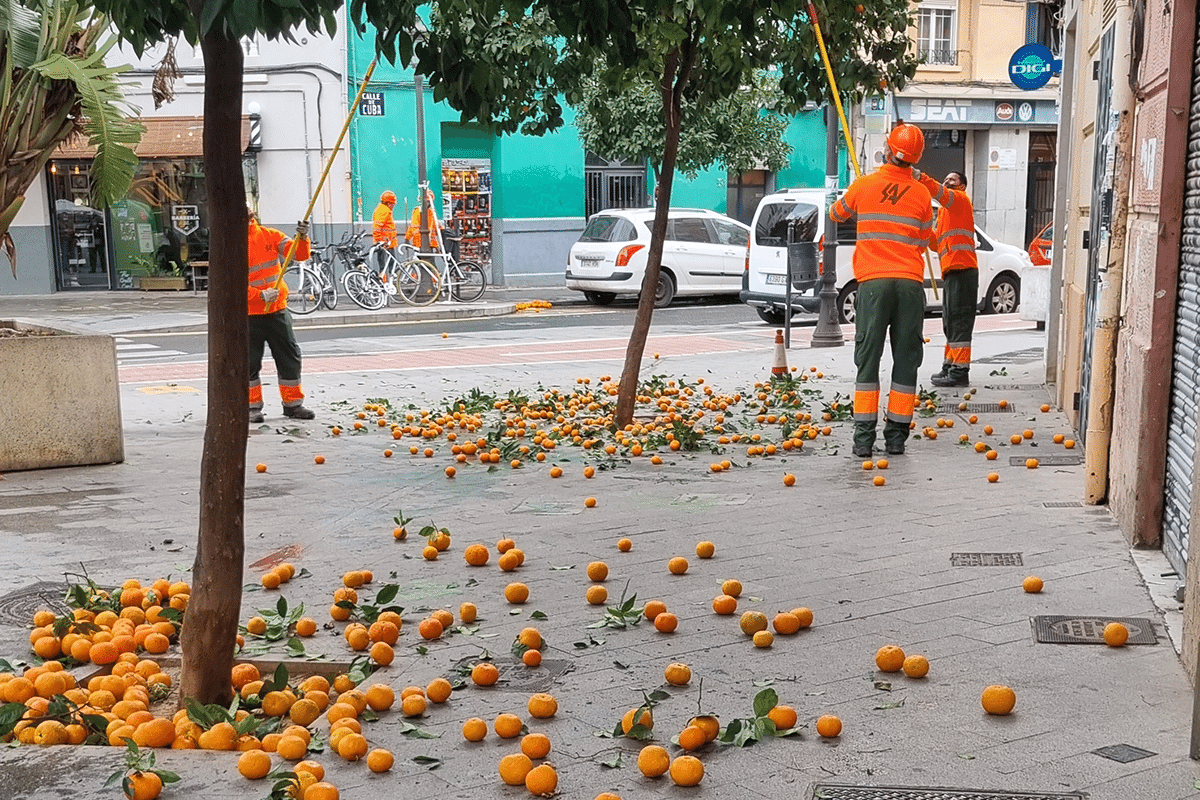 Sinaasappels schudden Valencia